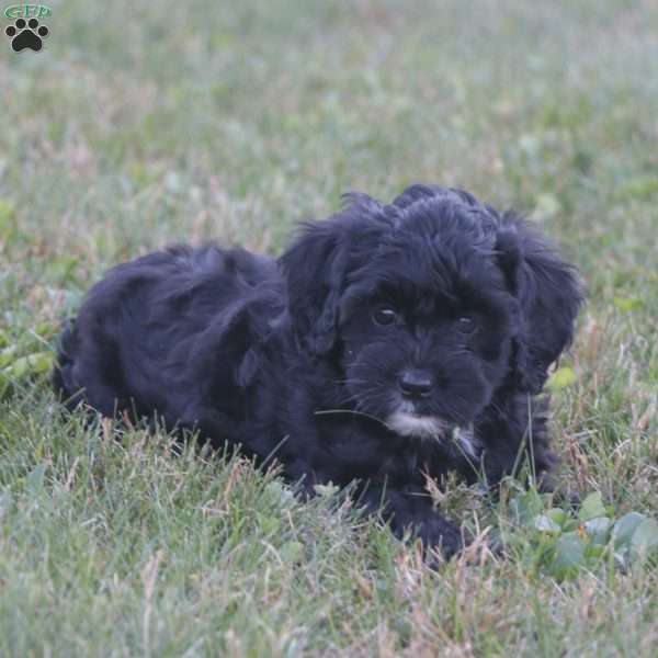 Kelsey – F1b, Cavapoo Puppy